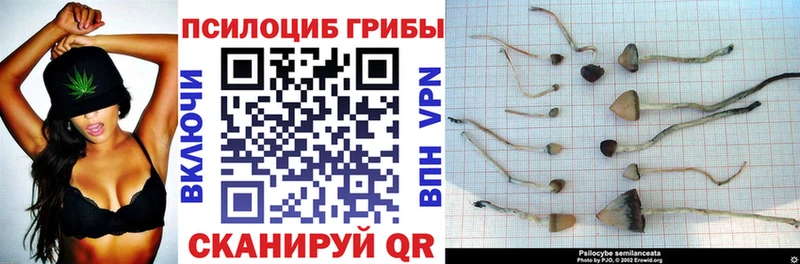 Галлюциногенные грибы Psilocybine cubensis Мурино